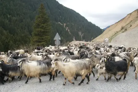 Izgradnja autoputa Sibiu-Făgăraș započinje.