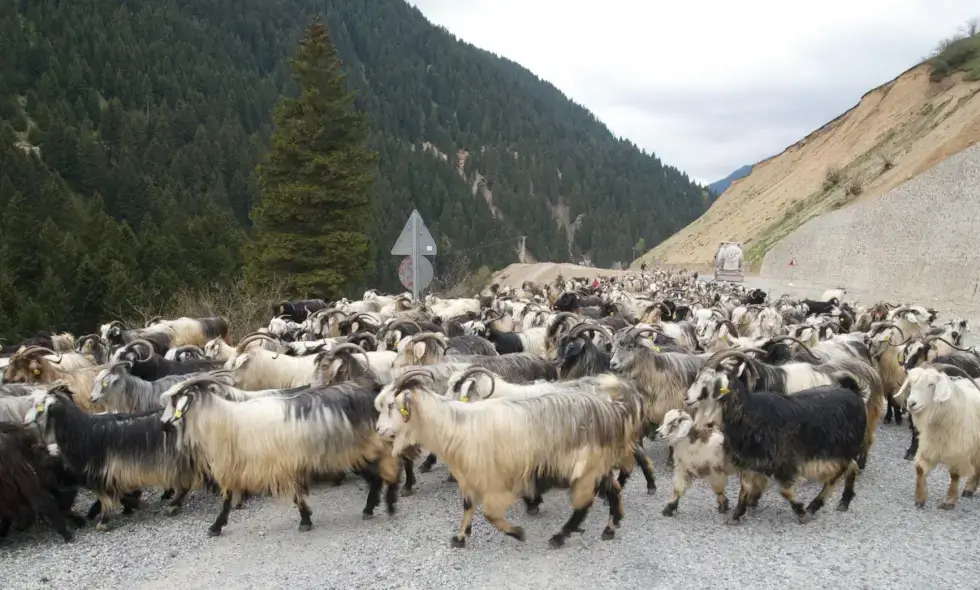 Výstavba dálnice Sibiu-Făgăraș začíná