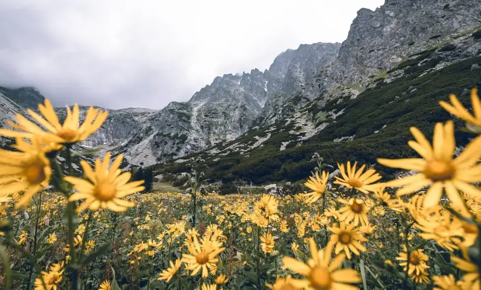 Slovaška e-vinjeta: Pot do potovalnih možnosti